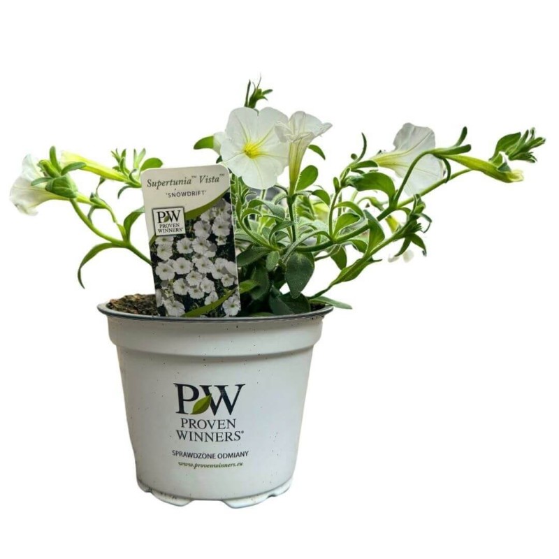 Supertunia® VISTA Snowdrift Sadzonka P12 x 4 szt (1).jpg