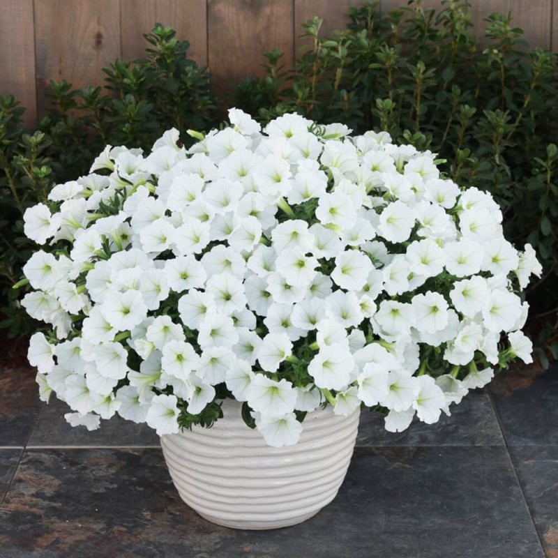 Supertunia® VISTA Snowdrift Sadzonka P12 x 4 szt (2).jpg