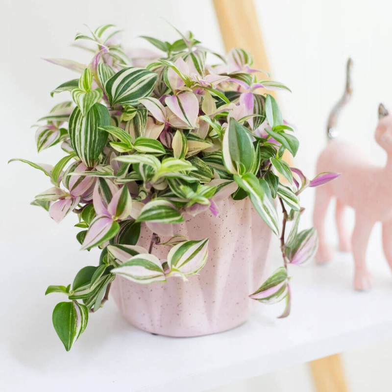 Tradescantia-tricolor- trzykrotka-co-lubi