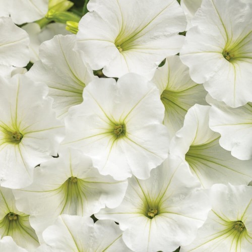Supertunia® VISTA Snowdrift sadzonka P12 x 4 szt.