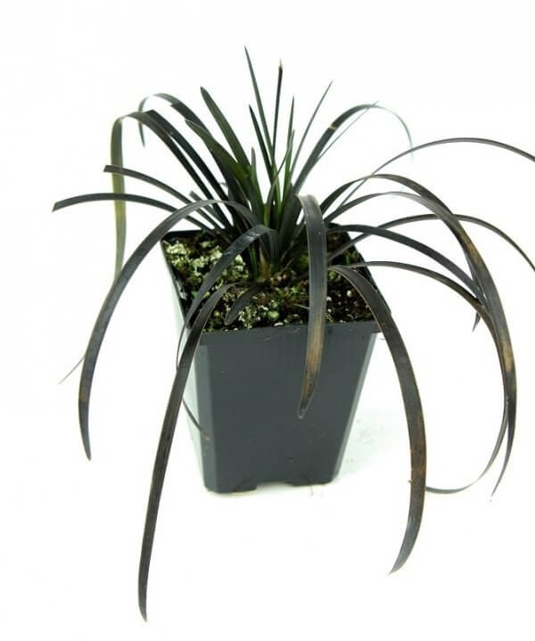 Czarna Trawa Niger (Ophiopogon planiscapus) Prawdziwy Rarytas Sadzonka (1).jpg