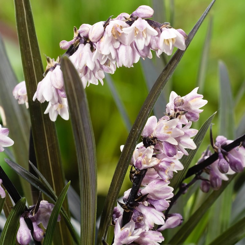 Czarna Trawa Niger (Ophiopogon planiscapus) Prawdziwy Rarytas Sadzonka (2).jpg
