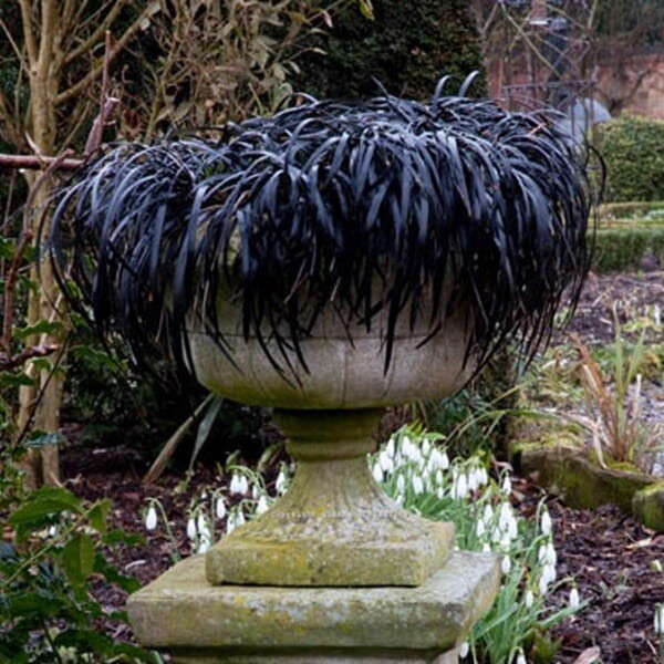 Czarna Trawa Niger (Ophiopogon planiscapus) Prawdziwy Rarytas Sadzonka (3).jpg