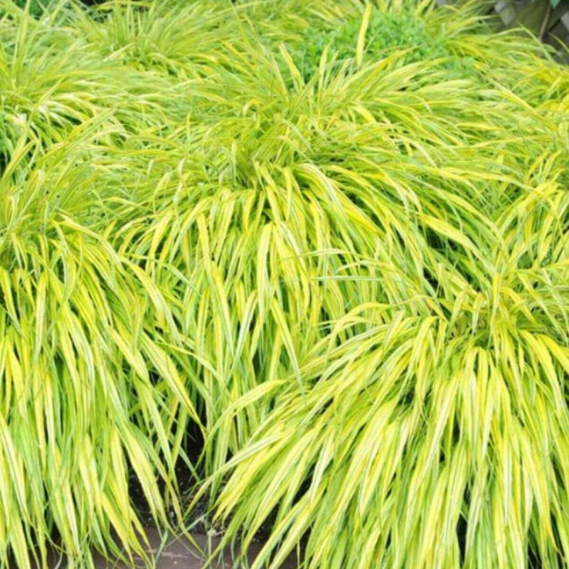 Hakonechloa Macra Aureola - Bambusowa Trawa- Sadzonka (1).jpg