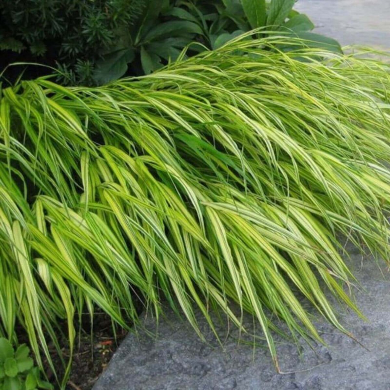 Hakonechloa Macra Aureola - Bambusowa Trawa- Sadzonka (3).jpg
