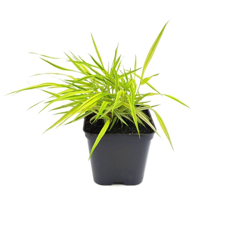 Hakonechloa Macra Aureola - Bambusowa Trawa- Sadzonka.jpg