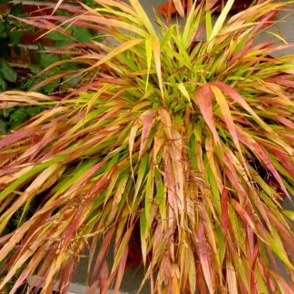 Hakonechloa Macra Beni Kaze- Bambusowa Trawa- Sadzonka (5).jpg