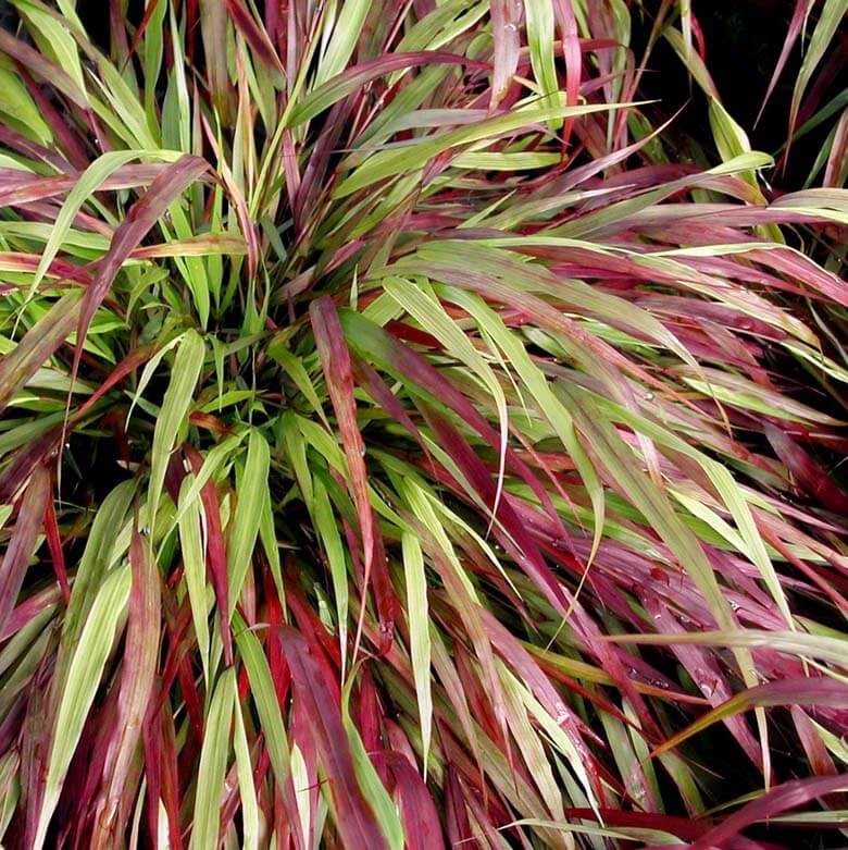 Hakonechloa Macra Beni Kaze- Bambusowa Trawa- Sadzonka (3).jpg