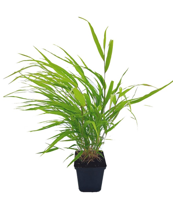 Hakonechloa Macra Beni Kaze- Bambusowa Trawa- Sadzonka (2).jpg