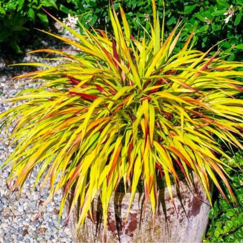 Hakonechloa Macra Mulled Wine - Bambusowa Trawa- Sadzonka (2).jpg