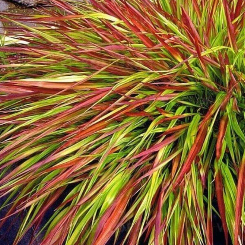 Hakonechloa Macra Mulled Wine - Bambusowa Trawa- Sadzonka (4).jpg
