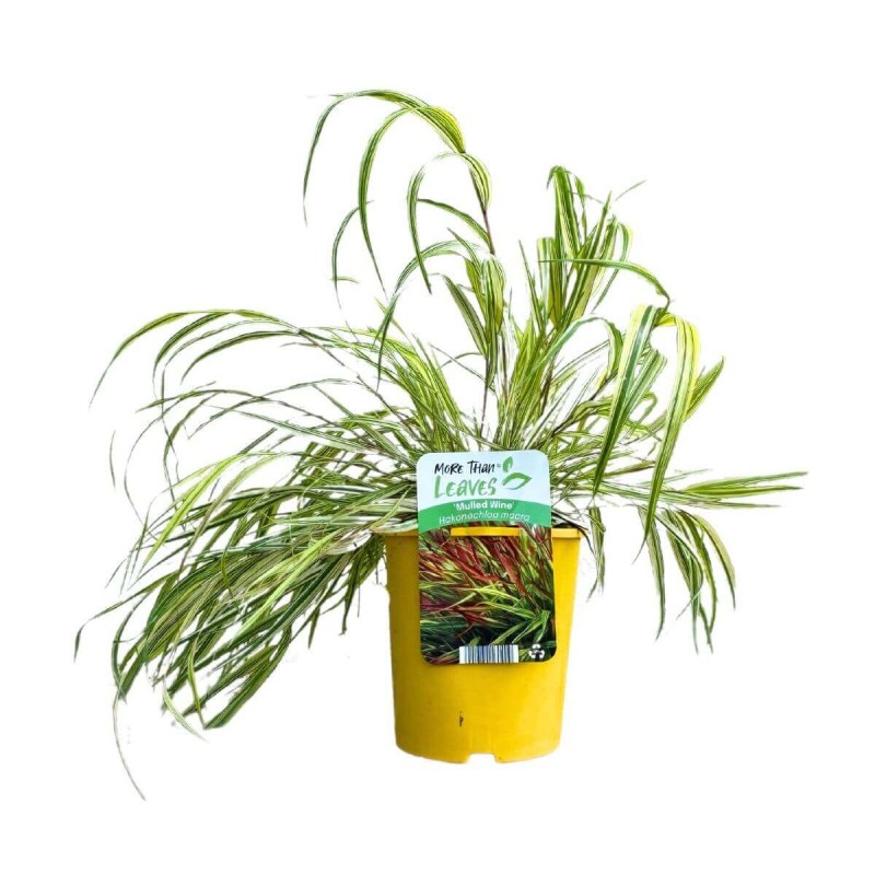 Hakonechloa Macra Mulled Wine - Bambusowa Trawa- Sadzonka (5).jpg