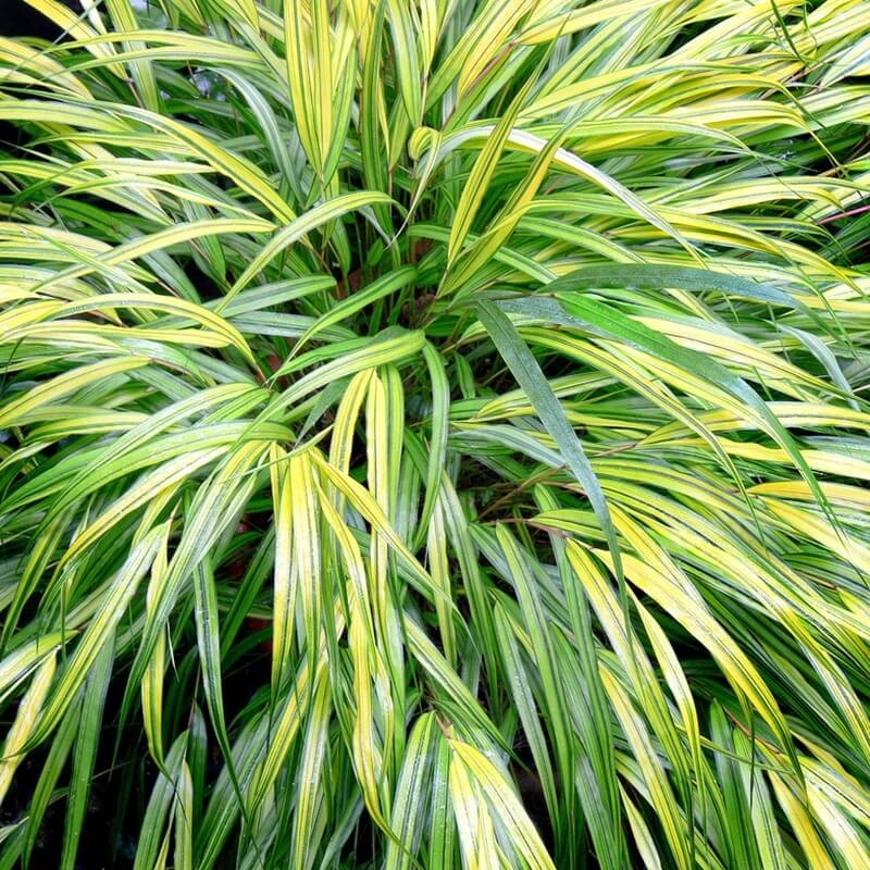 Hakonechloa Macra Stripe It Ritch - Bambusowa Trawa- Sadzonka (2).jpg