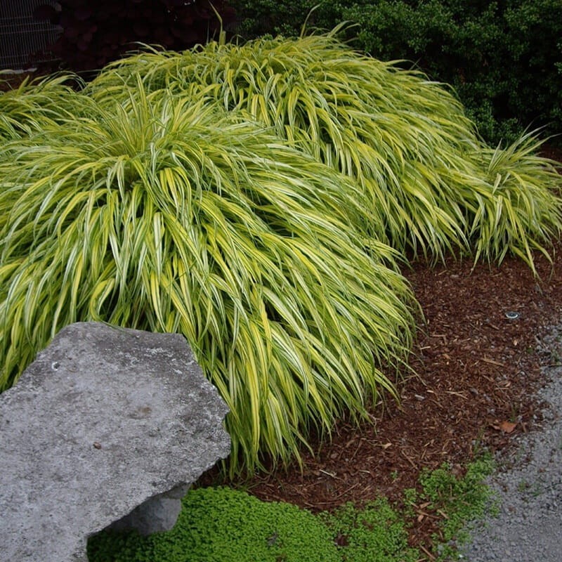 Hakonechloa Macra Stripe It Ritch - Bambusowa Trawa- Sadzonka (1).jpg