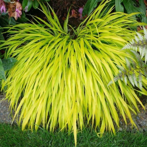 Hakonechloa Smukła All Gold sadzonka