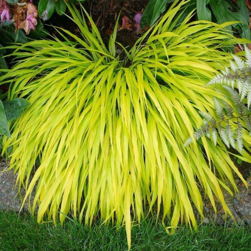 Hakonechloa Smukła All Gold Złota Trawa Sadzonka (1).jpg