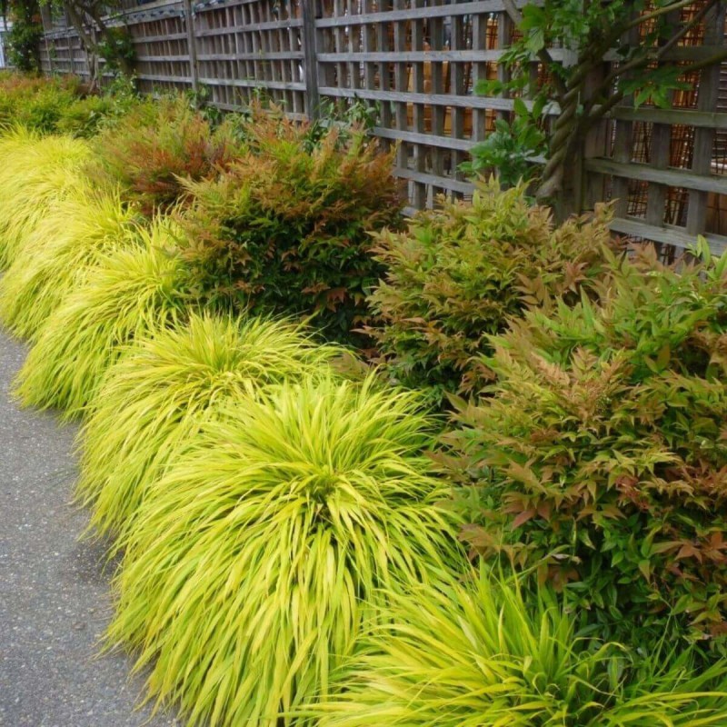 Hakonechloa Smukła All Gold Złota Trawa Sadzonka (2).jpg