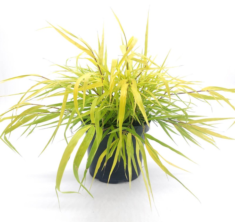 Hakonechloa Smukła All Gold Złota Trawa Sadzonka (4).jpg