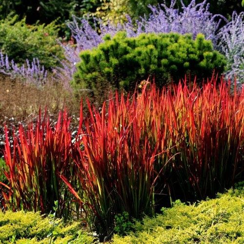 Imperata Red Baron Czerwona Trawa sadzonka C2