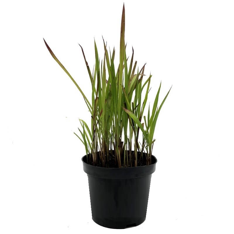Imperata Red Baron Czerwona Trawa Sadzonka C2 (2).jpg