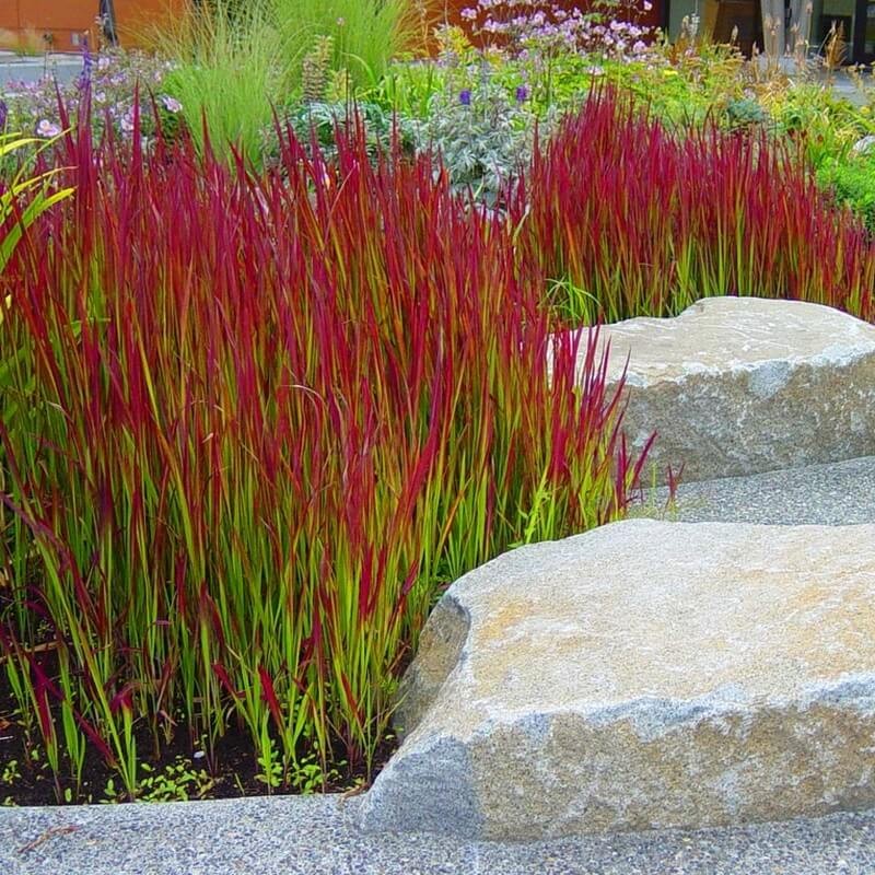 Imperata Red Baron Czerwona Trawa Sadzonka P9 (3).jpg