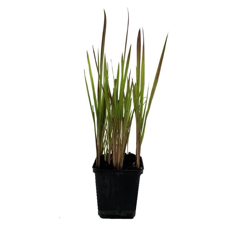 Imperata Red Baron Czerwona Trawa Sadzonka P9 (4).jpg