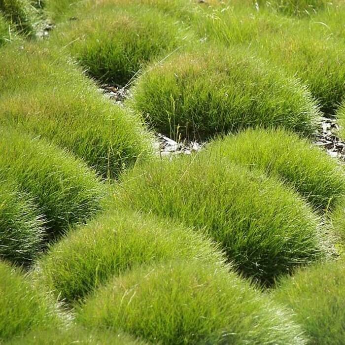 Kostrzewa Miotlasta Niedźwiedzie Futro (Festuca gauteri) Sadzonka (5).jpg