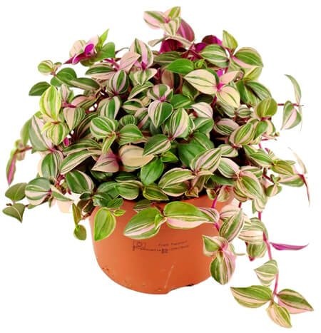 Trzykrotka Tricolor sadzonka p12 cena