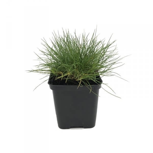 Kostrzewa Miotlasta Niedźwiedzie Futro (Festuca gauteri) Sadzonka (6).jpg