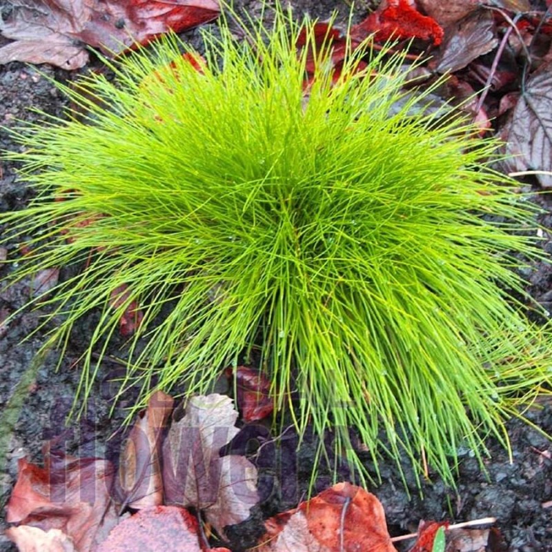 Kostrzewa Złota Golden Toupee (Festuca gluaca) Sadzonka (1).jpg