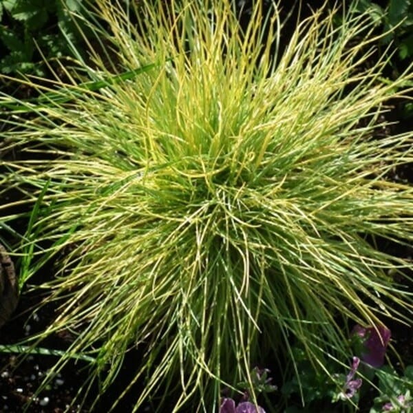 Kostrzewa Złota Golden Toupee (Festuca gluaca) Sadzonka (2).JPG