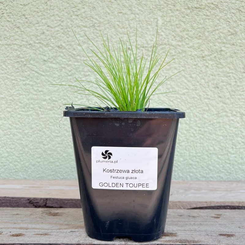 Kostrzewa Złota Golden Toupee (Festuca gluaca) Sadzonka (3).jpg