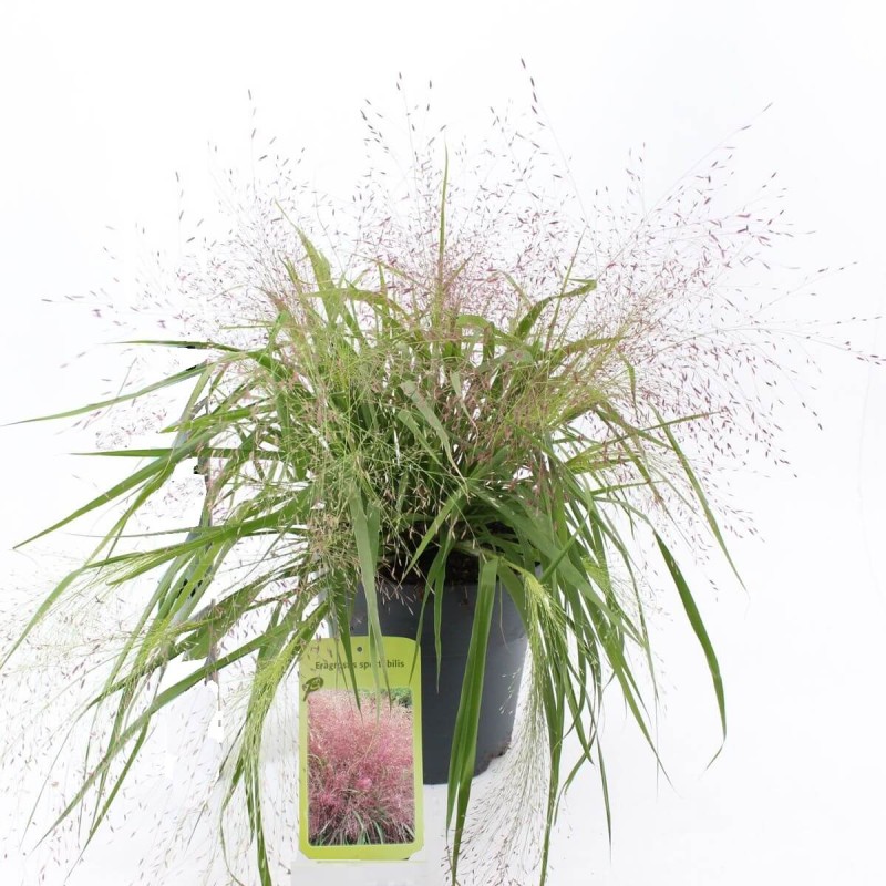 Miłka Okazała (Eragrostis spectabile) Sadzonka (2).jpg