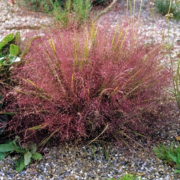 Miłka Okazała (Eragrostis spectabile) Sadzonka (3).jpg