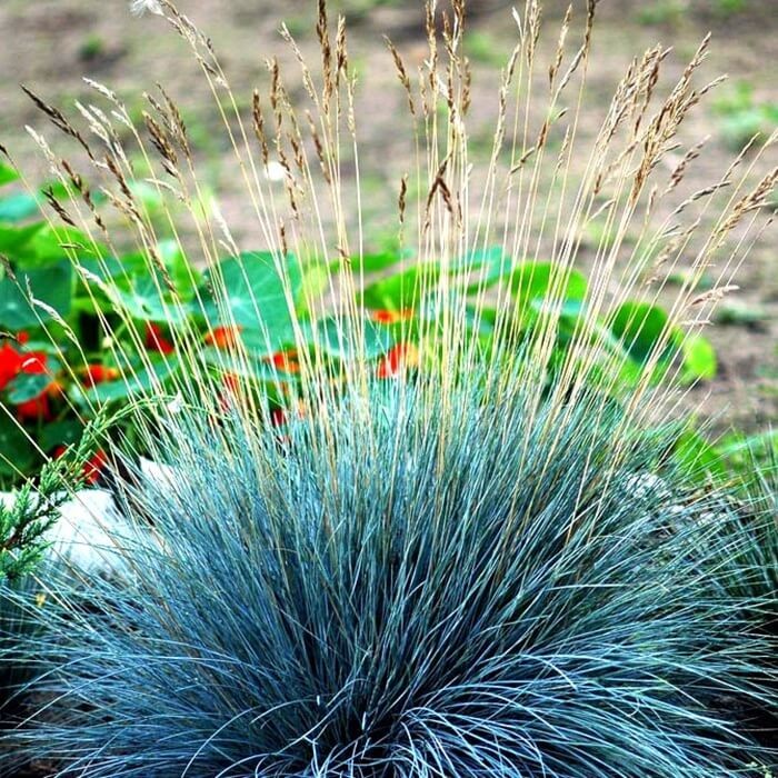 Niebieska Trawa - Kostrzewa Sina (Festuca glauca) Sadzonka P9 (1).jpg