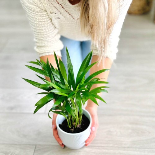 Palma Areka roślina domowa P12