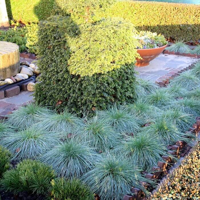 Niebieska Trawa - Kostrzewa Sina (Festuca glauca) Sadzonka P9 (2).jpg