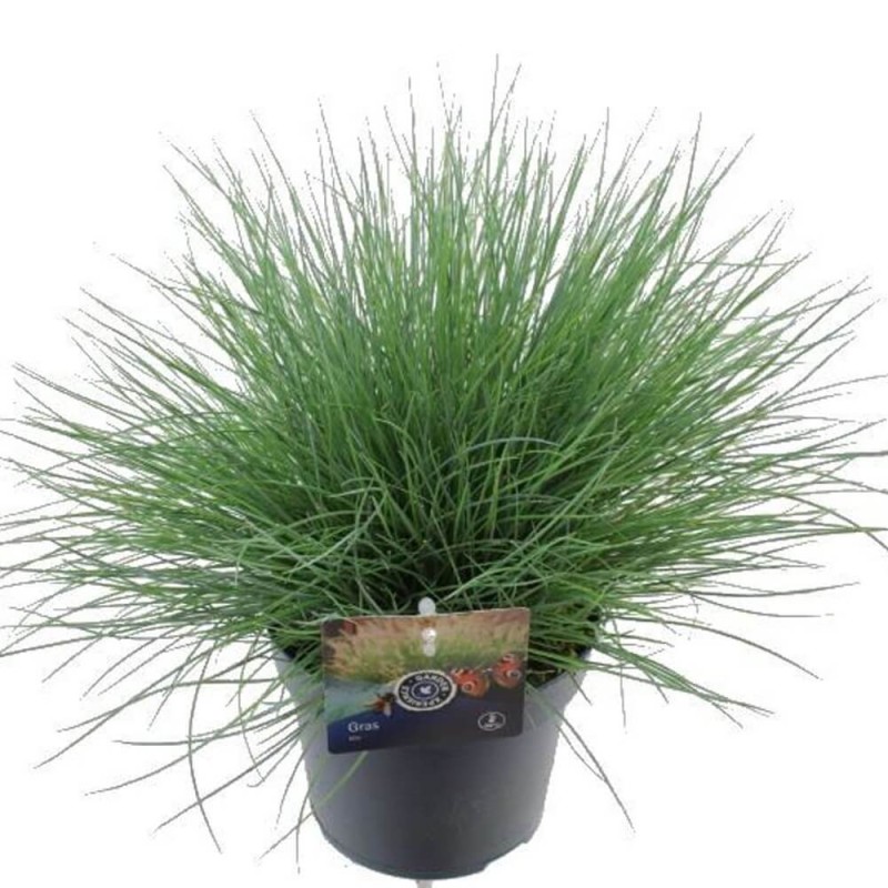 Niebieska Trawa - Kostrzewa Sina (Festuca glauca) Sadzonka P9 (3).jpg