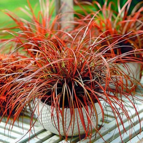 Uncinia rubra Everflame sadzonka C1/c2