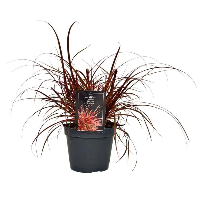 Uncinia rubra Everflame Sadzonka C1c2  (2).jpg