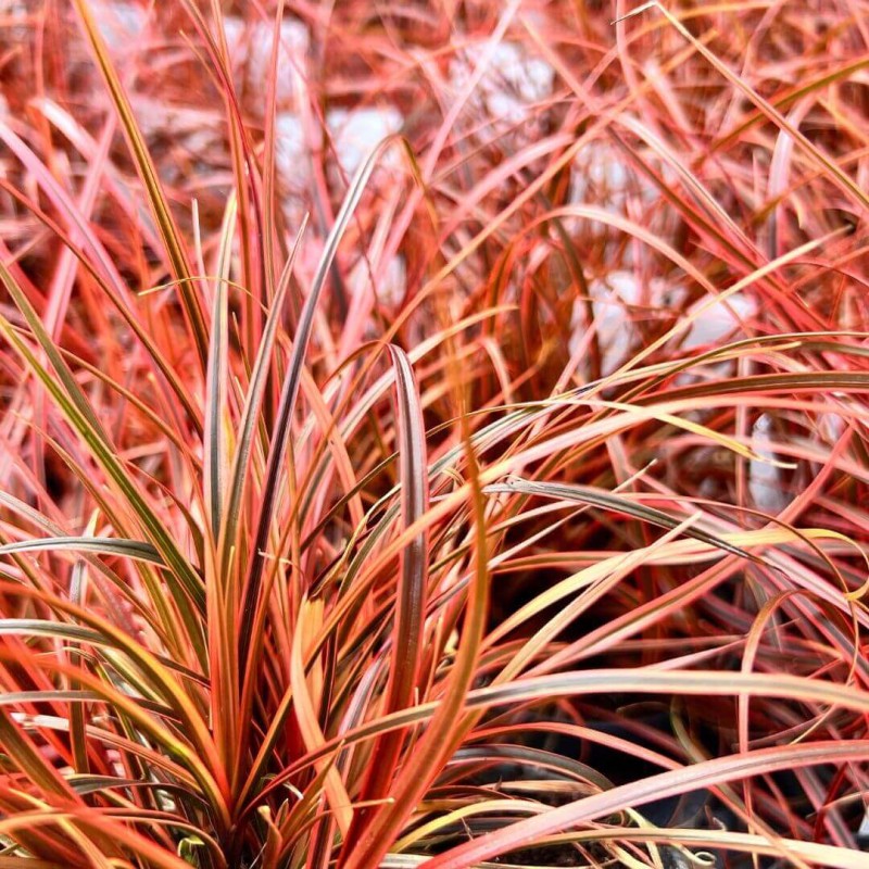 Uncinia rubra Everflame Sadzonka C1c2  (3).jpg
