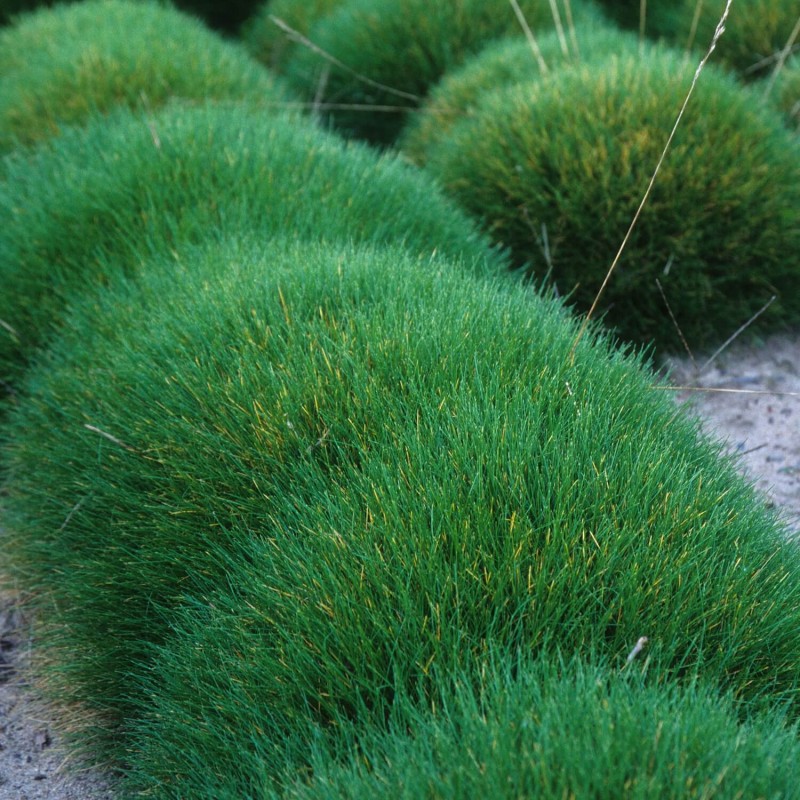 Kostrzewa Miotlasta Niedźwiedzie Futro (Festuca gauteri) Sadzonka (3).jpg