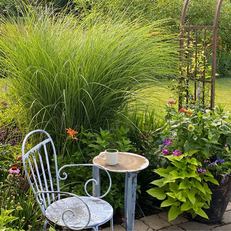 Miskant Chiński Gracillimus (Miscanthus sinensis) Sadzonka C1C2 (2).jpg