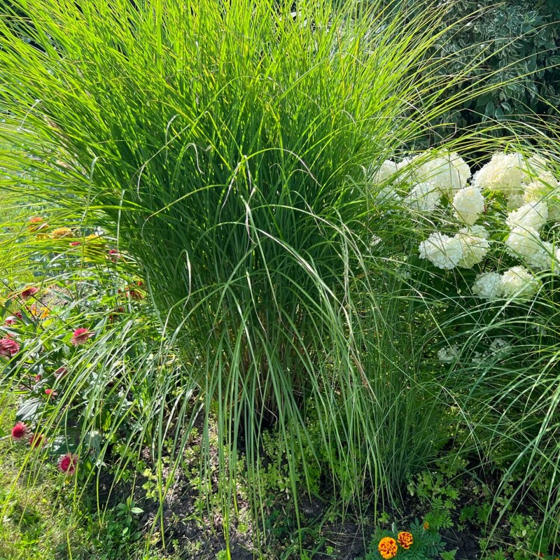 Miskant Chiński Gracillimus (Miscanthus sinensis) Sadzonka C1C2 (4).JPG