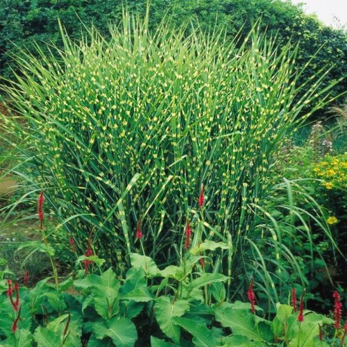 Miskant Apache Paskowana trawa sadzonka C1/C2