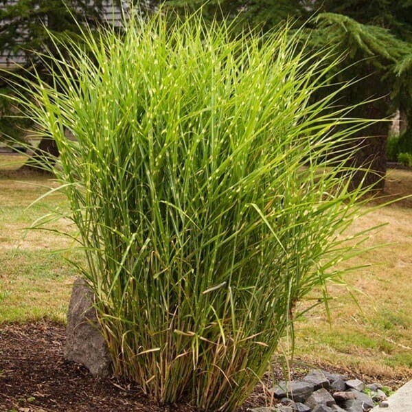 Miskant 'Hinjo' (Miscanthus Hinjo) Sadzonka (3).jpg