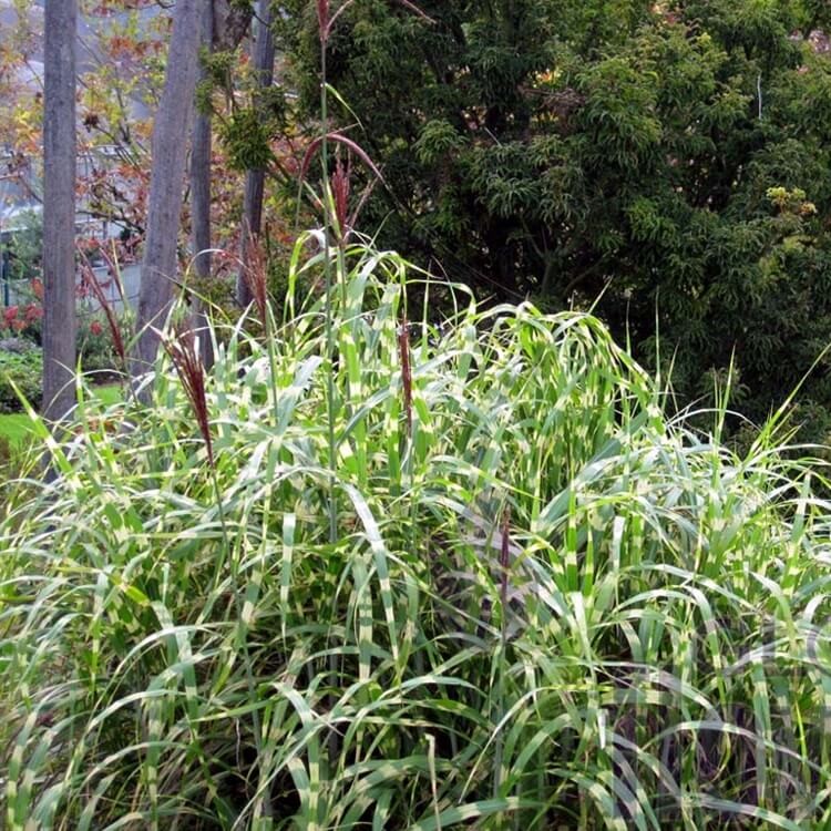 Miskant 'Hinjo' (Miscanthus Hinjo) Sadzonka (1).jpg