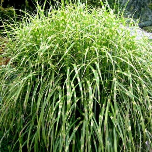 Miskant Hinjo sadzonka