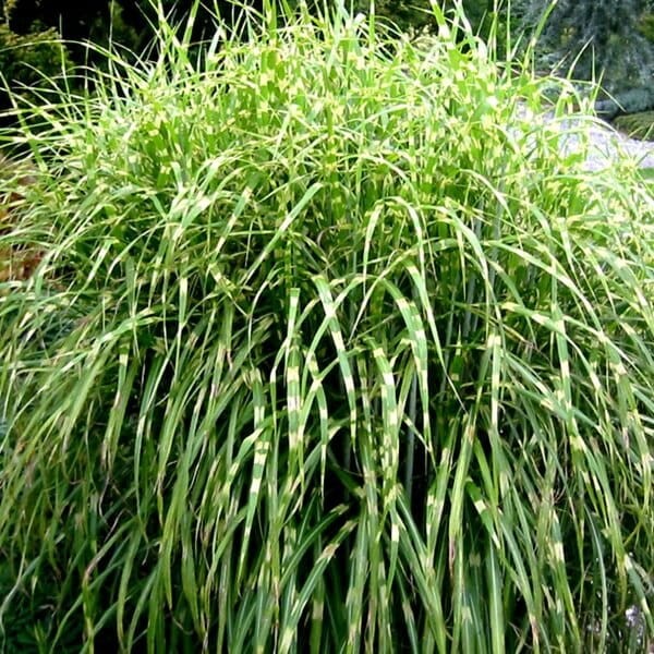 Miskant 'Hinjo' (Miscanthus Hinjo) Sadzonka (2).jpg