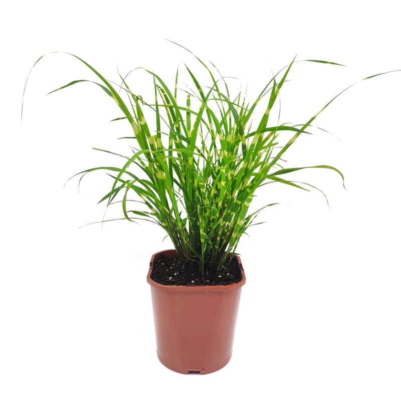 Miskant 'Hinjo' (Miscanthus Hinjo) Sadzonka.jpg